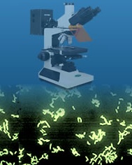 Microscope